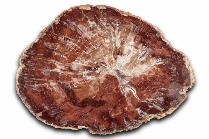Polished Petrified Wood (Araucaria) Round - Madagascar #344690